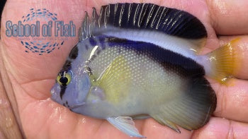 Griffis Angel Hawaii 4"