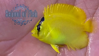Griffis/Xanthotis Hybrid Angelfish