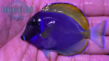 Powder Blue Tang Hybrid 3"