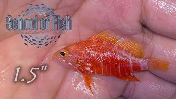 Pelicier's Perchlet 1.5"