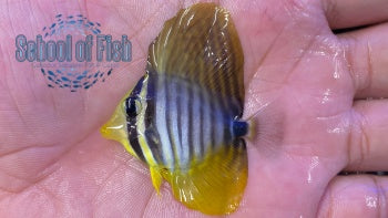 Red Sea Desjardini Tang Juv. 1.5"