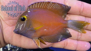 White Tail Bristletooth Tang 3.5"