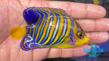 Maldives Regal Angelfish