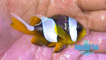 Madagascar Wideband Clownfish Pair