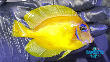 Chocolate Mimic Tang #4