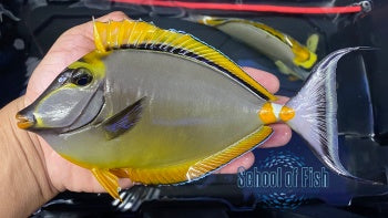 Blonde Naso Tang Male Steamer 6"