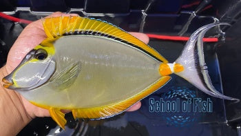 Blonde Naso Tang Male Streamer 6"