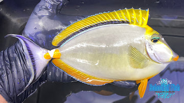 Blonde Naso Tang 6"