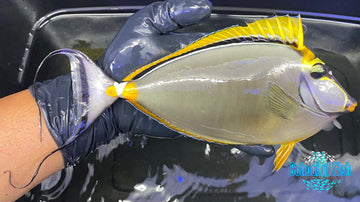 Blonde Naso Tang 8"