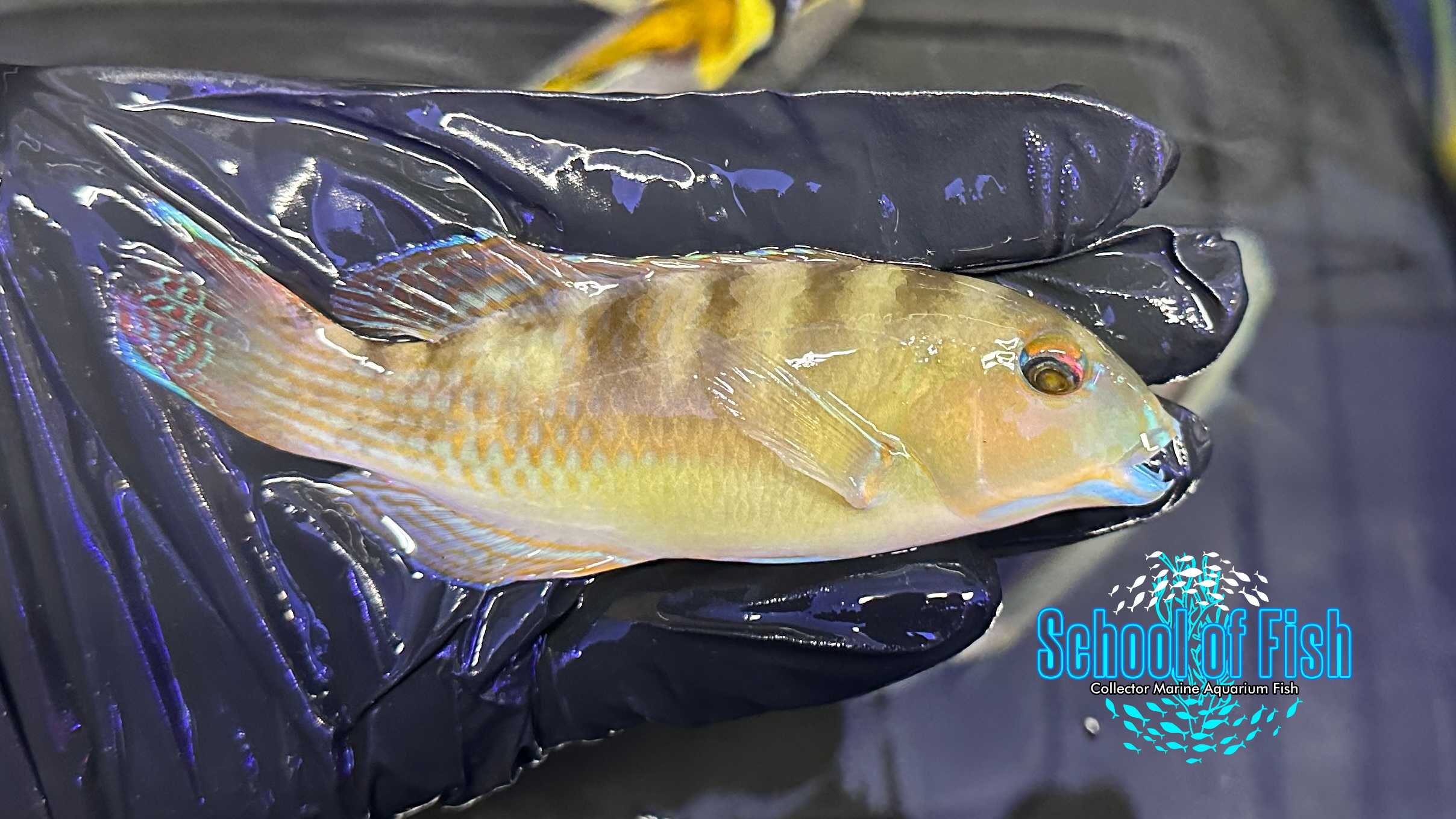 Golden Tusk School Of Fish Online Store golden-tusk-school-of-fish-online-store