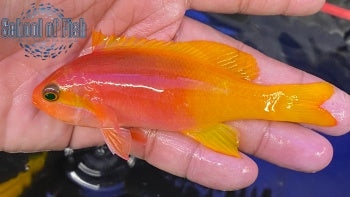 Female Pictilis Anthias 3"