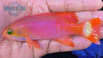 Male Pictilis Anthias 4"