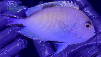 Red Sea Swallowtail Female #3 3.75"