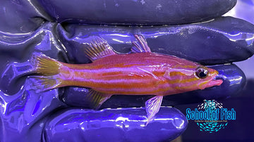 African Reef Basslet 2"
