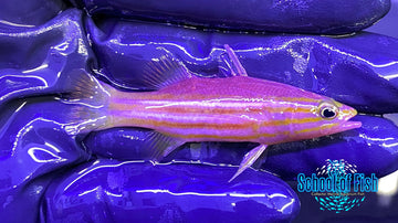 Africa Reef Basslet 2.5"