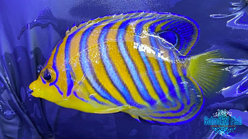 Misbar Red Sea Regal Angelfish 2 - 0