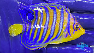 Misbar Red Sea Regal Angelfish 1