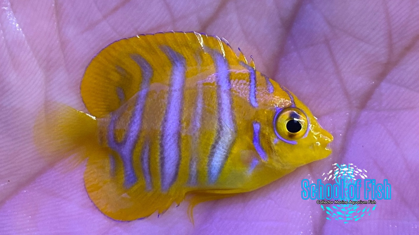 Regal Angelfish Captive Bred | School of Fish Online Store