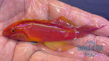 Roseband Fairy Wrasse Supermale