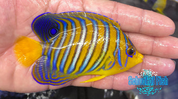 Red Sea Regal Angelfish