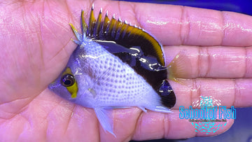 Tinkeri Butterfly Hybrid