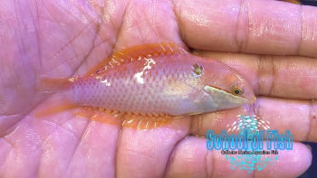 Vivien's Leopard Wrasse Female