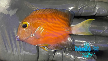 WHitetail Bristletooth Tang W1