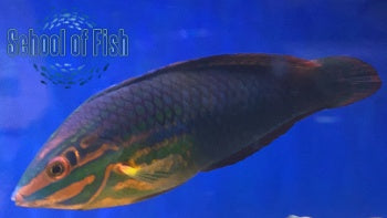 Christmas Wrasse Hawaii 4"