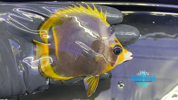 Black butterflyfish