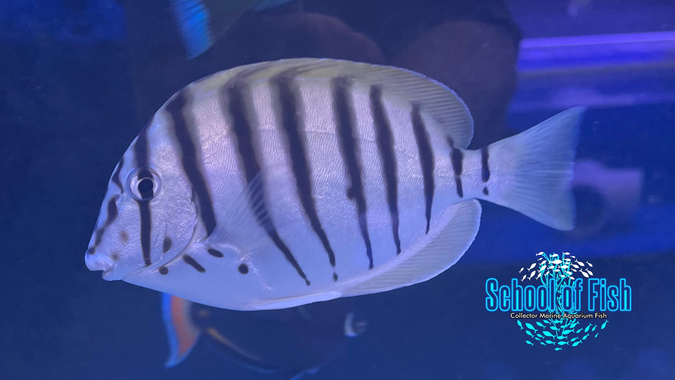 Polyzona Zebra Tang 4.5" 4 School of Fish Online Store