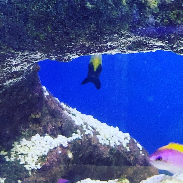 1.5” Conspicuous Angel Chaetodontoplus conspicillatus...