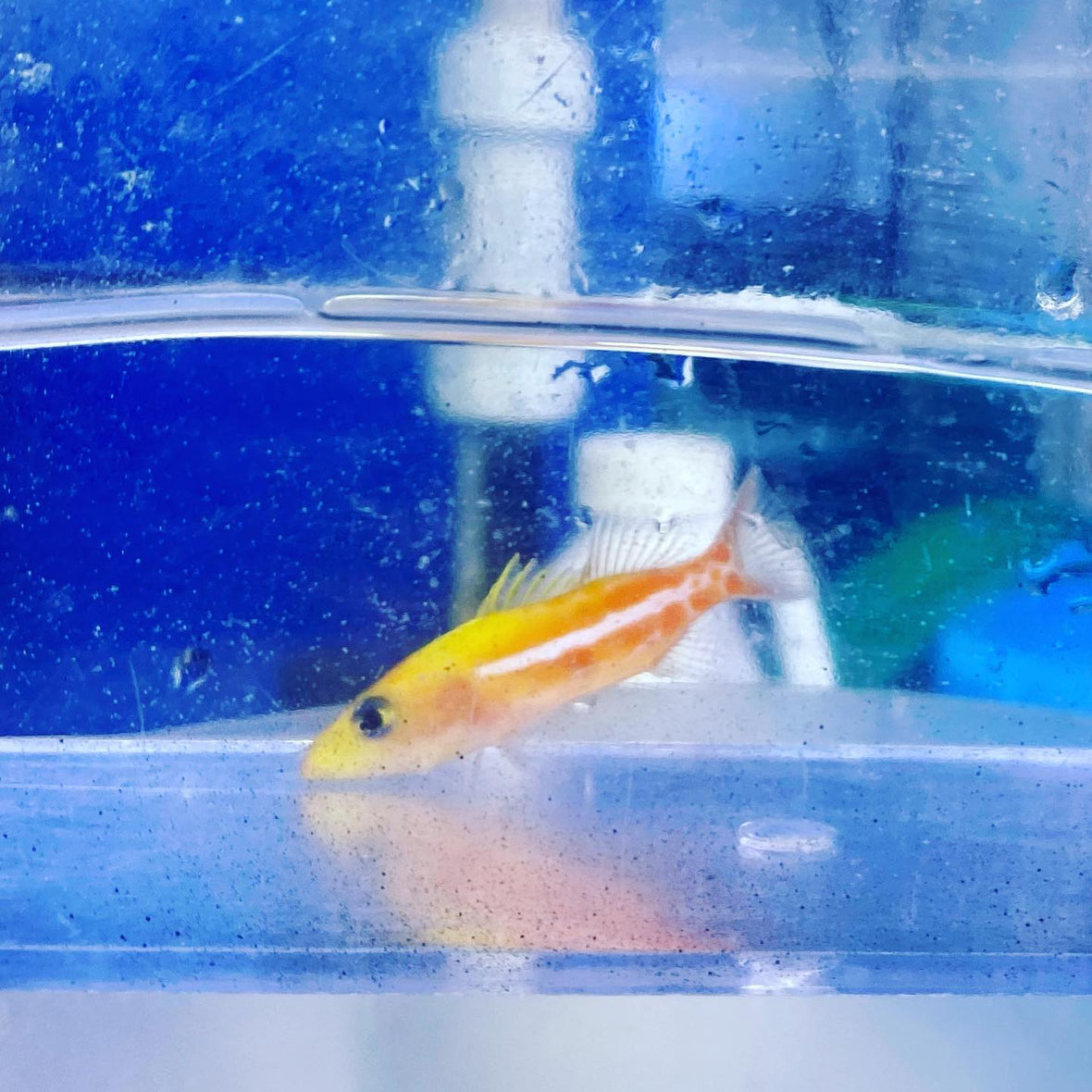 Our smallest Seuss yet... even...