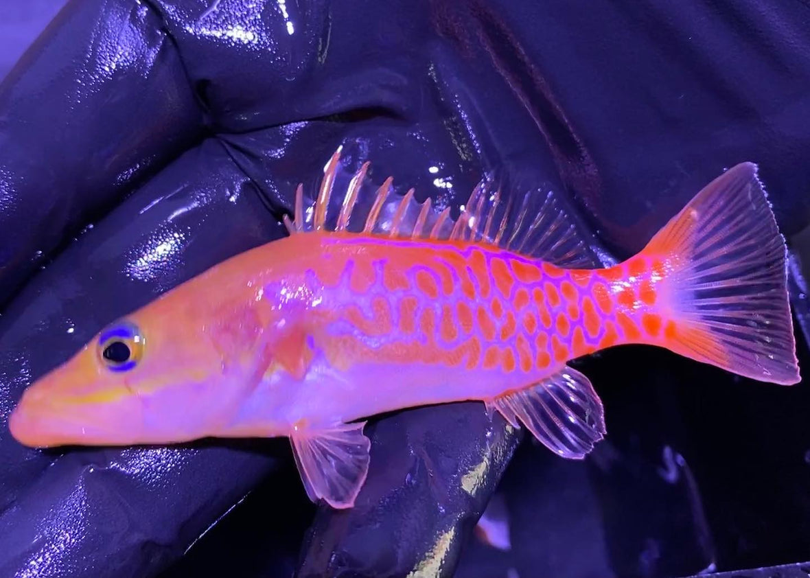 Dr. Seuss Fish (Belonoperca pylei)...