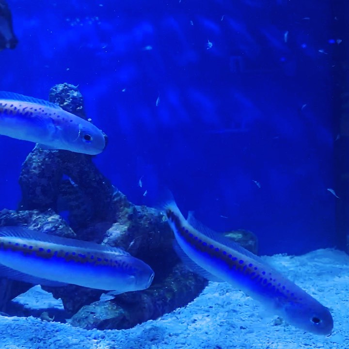 Oreni Tilefish (Hoplolatilus oreni) in...