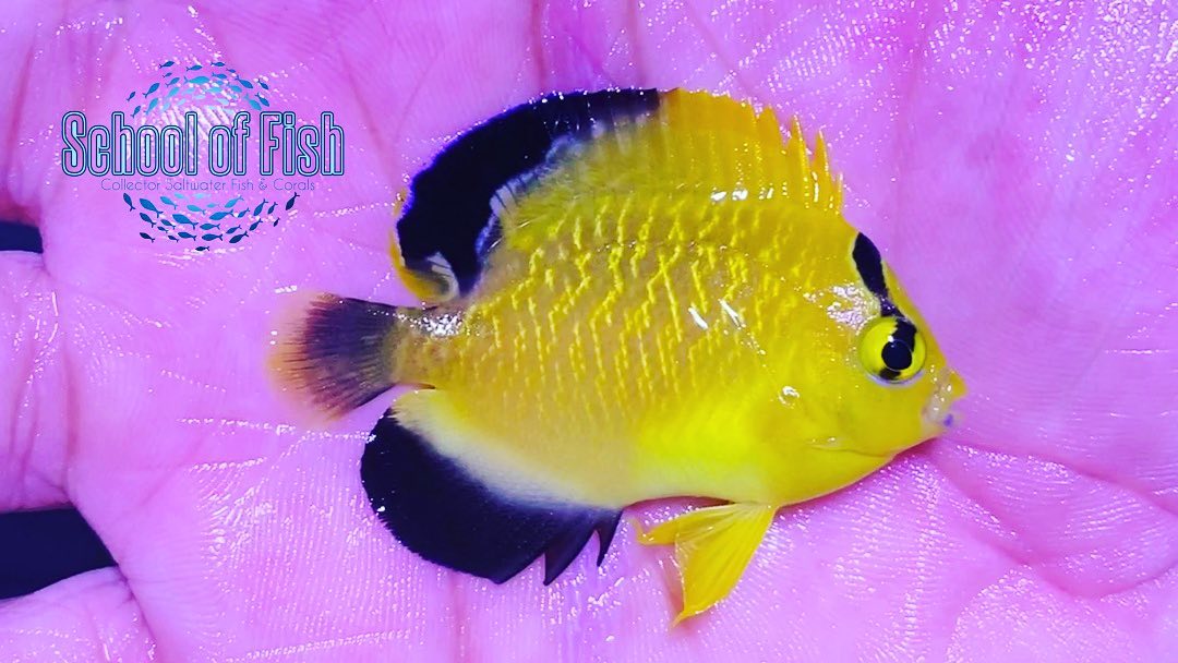 Goldflake Angels in stock. Call...