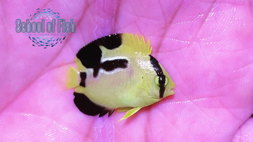 Griffis x Xanthotis Angel Hybrids...
