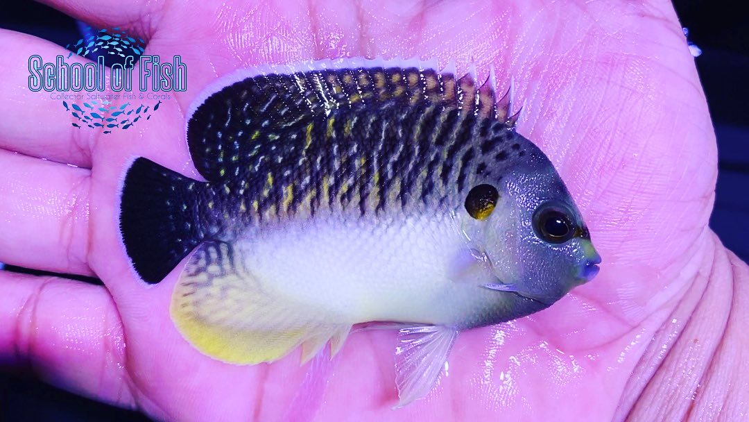 Tiger Angels in Stock. Call...