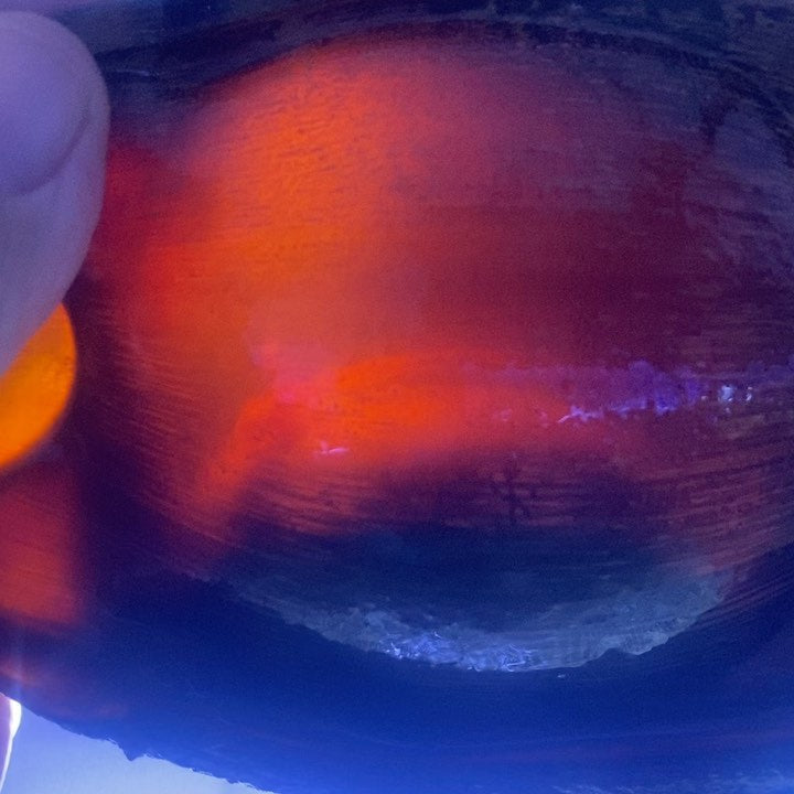 Zebra Shark Egg. Stegostoma fasciatum | School of Fish Online Store