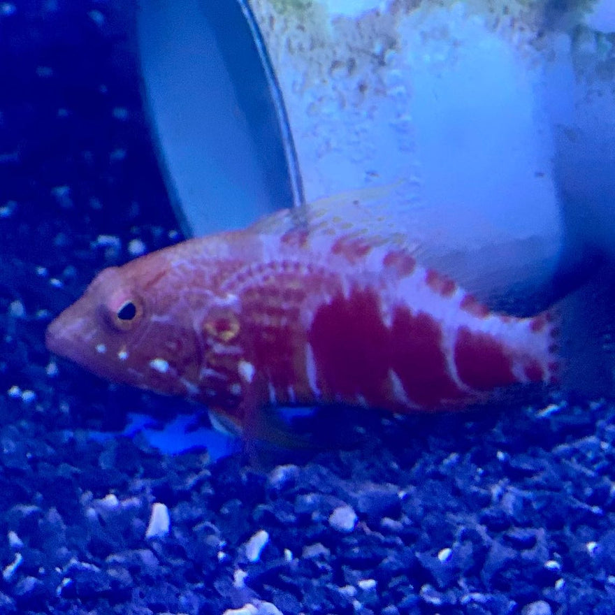 Pelicier’s Perchlet 🔥 (Plectranthias pelicieri)<br...