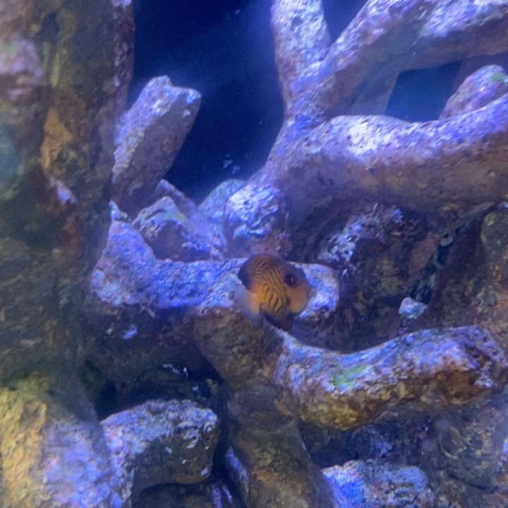 Chevron Tang. Had a few...