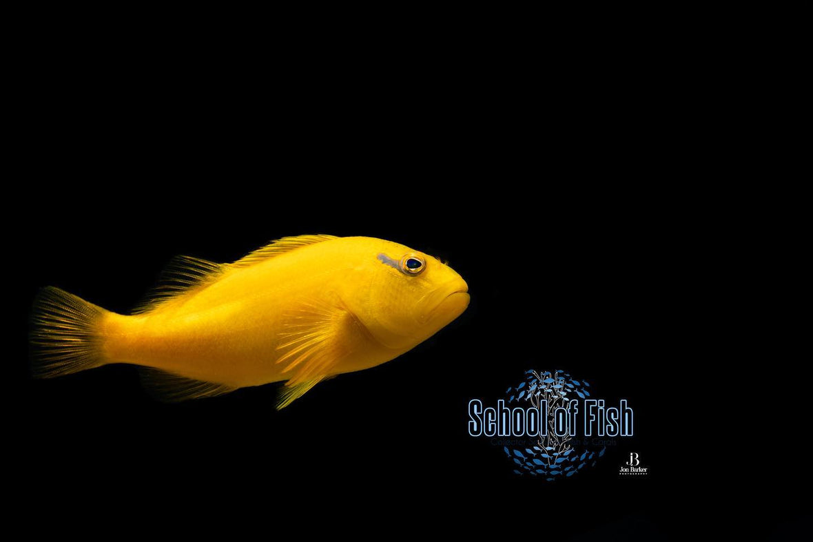 Tahitian Golden Hawkfish Paracirrhites xanthus...