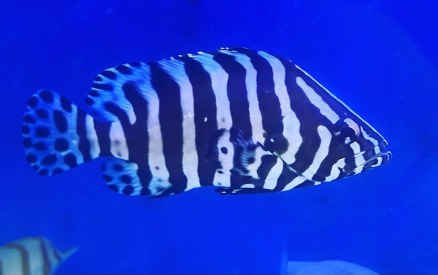 Leather Zebra Grouper. A Galapagos...