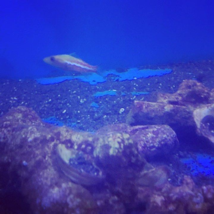 Another baby Dr. Seussfish (Belonoperca...