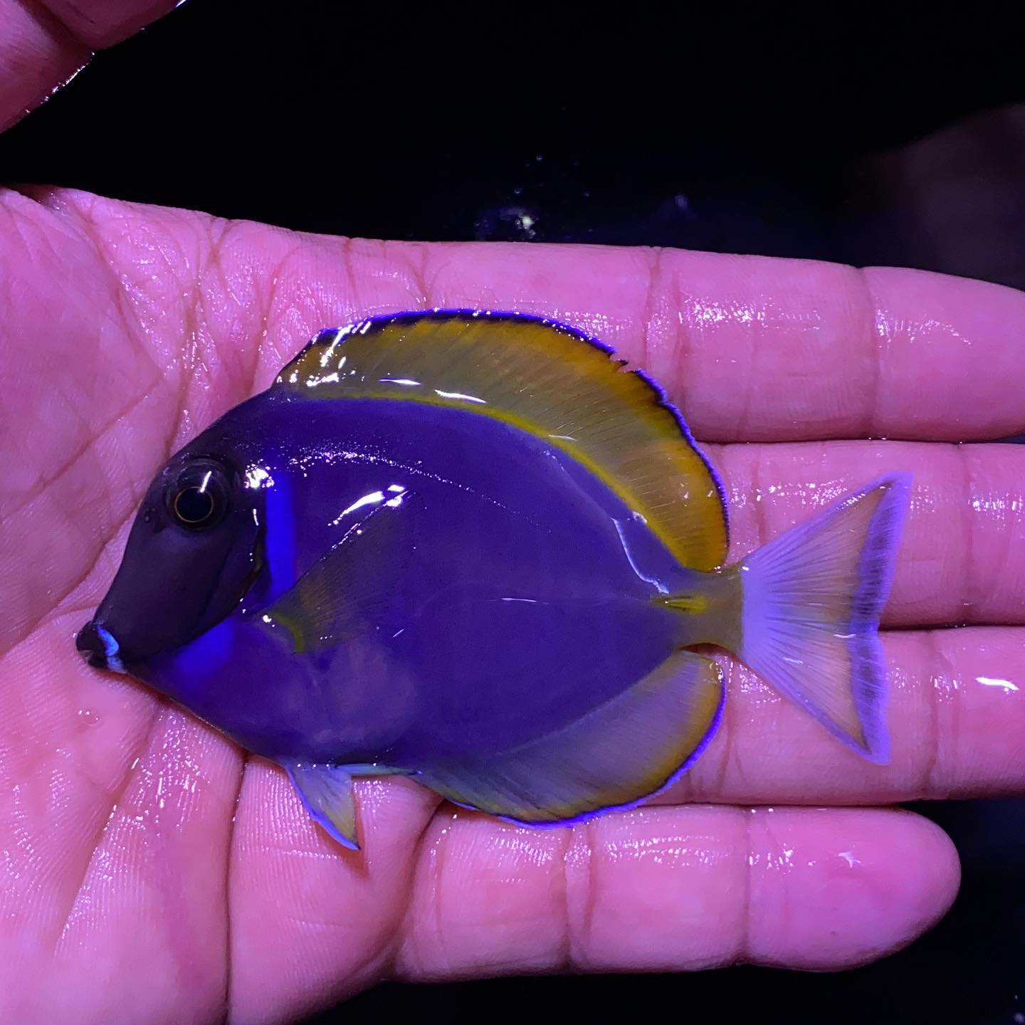 Powder Purple Tangs in Stock | School of Fish Online Store