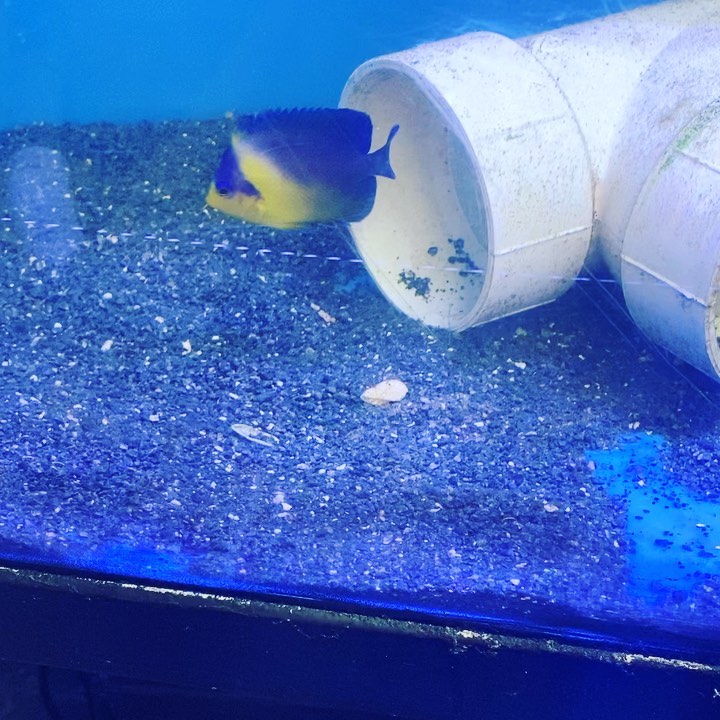 Venestus Angel . Been awhile...