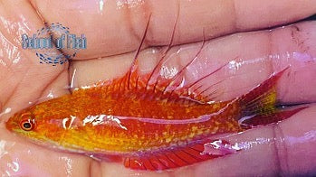 Large Male Bell’s Flasher Wrasses...