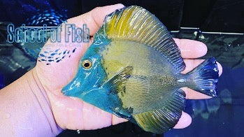 A Few Nice Blue Face...