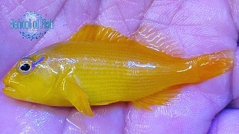 The Tahitian Treat in stock....