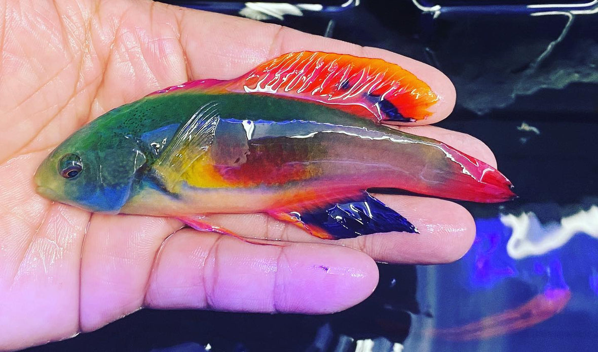 Aussie Male Scotts in Stock<br...