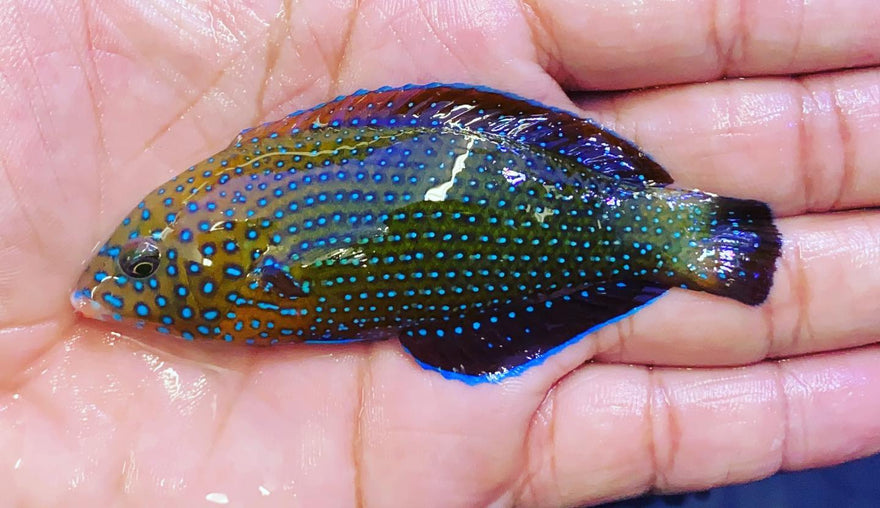 Blue Spot Tamarin Wrasses in...